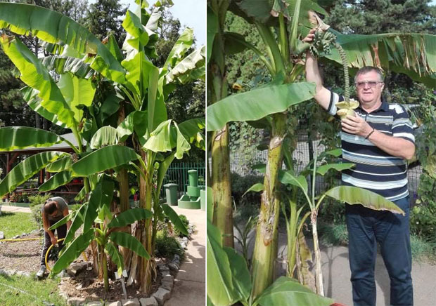 Јапанске банане из срца Ресаве: Успех Пољопривредно-ветеринарске школе у Свилајнцу